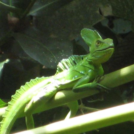 El Tucan Jungle Lodge Puerto Viejo de Talamanca Ngoại thất bức ảnh