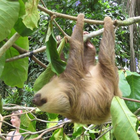 El Tucan Jungle Lodge Puerto Viejo de Talamanca Ngoại thất bức ảnh