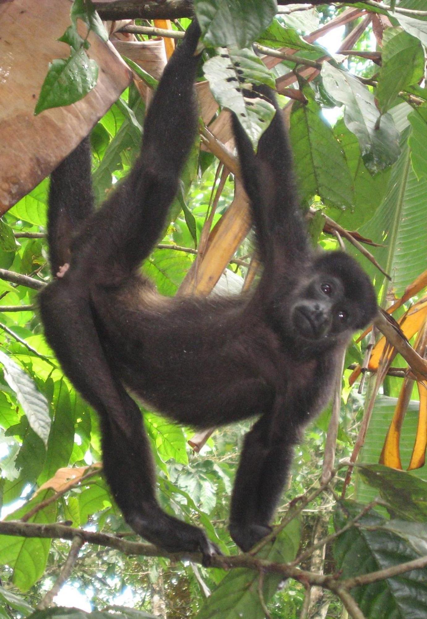 El Tucan Jungle Lodge Puerto Viejo de Talamanca Ngoại thất bức ảnh