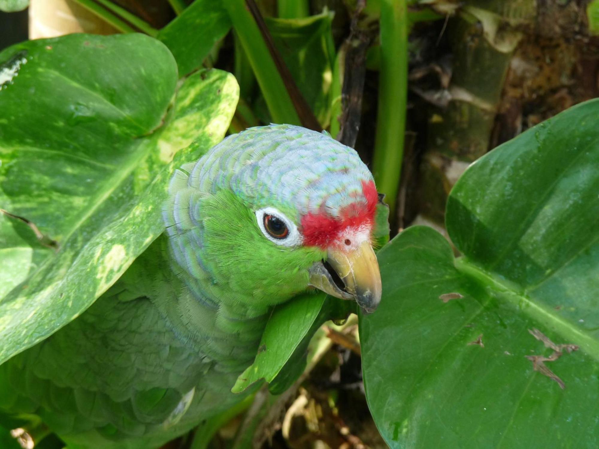 El Tucan Jungle Lodge Puerto Viejo de Talamanca Ngoại thất bức ảnh
