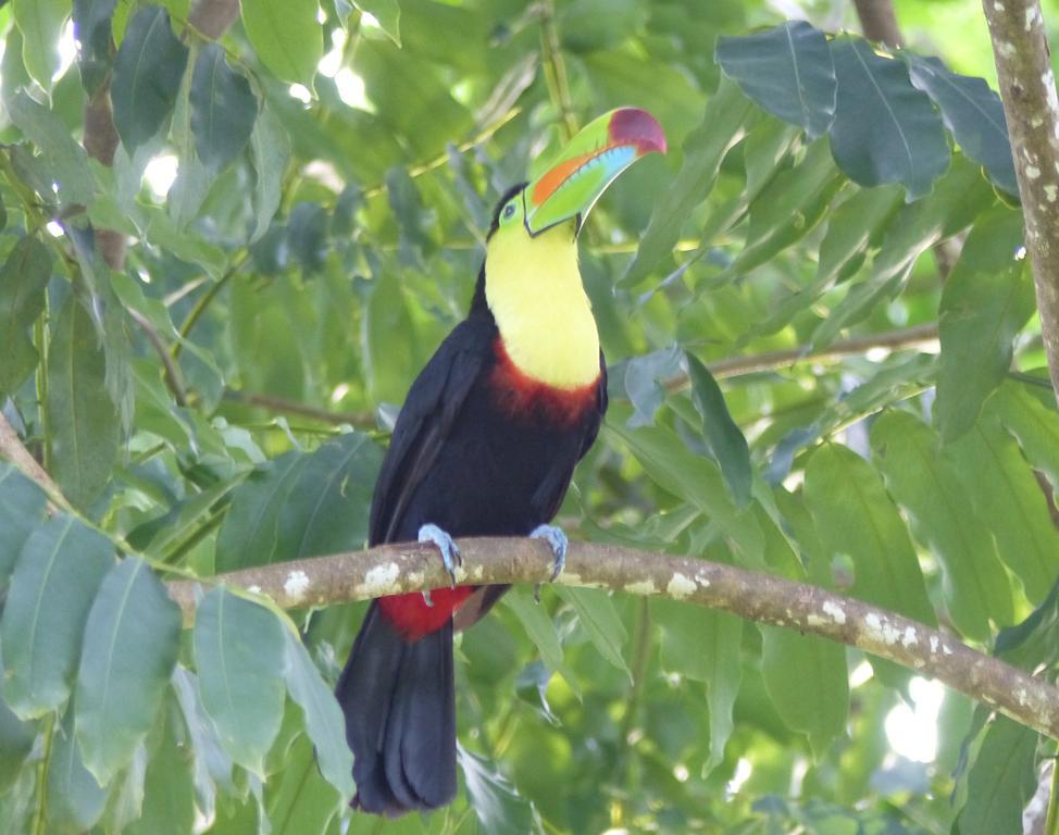 El Tucan Jungle Lodge Puerto Viejo de Talamanca Ngoại thất bức ảnh