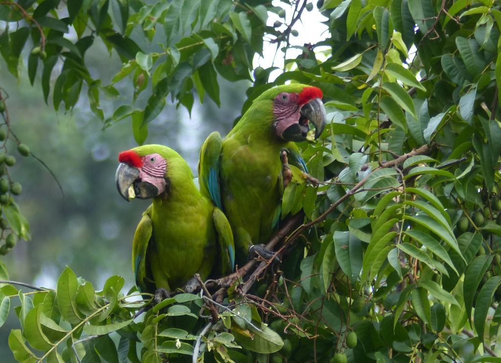 El Tucan Jungle Lodge Puerto Viejo de Talamanca Ngoại thất bức ảnh