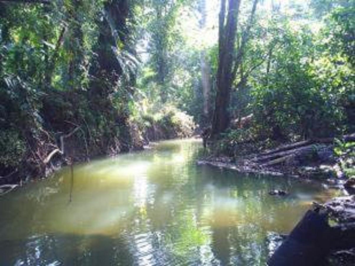 El Tucan Jungle Lodge Puerto Viejo de Talamanca Ngoại thất bức ảnh
